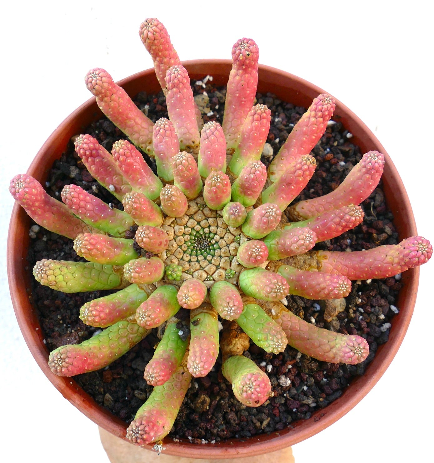 Euphorbia inermis RED-GREEN old specimen top view, showing many upright finger-like stems with textured surfaces, blending from bright green to reddish pink.