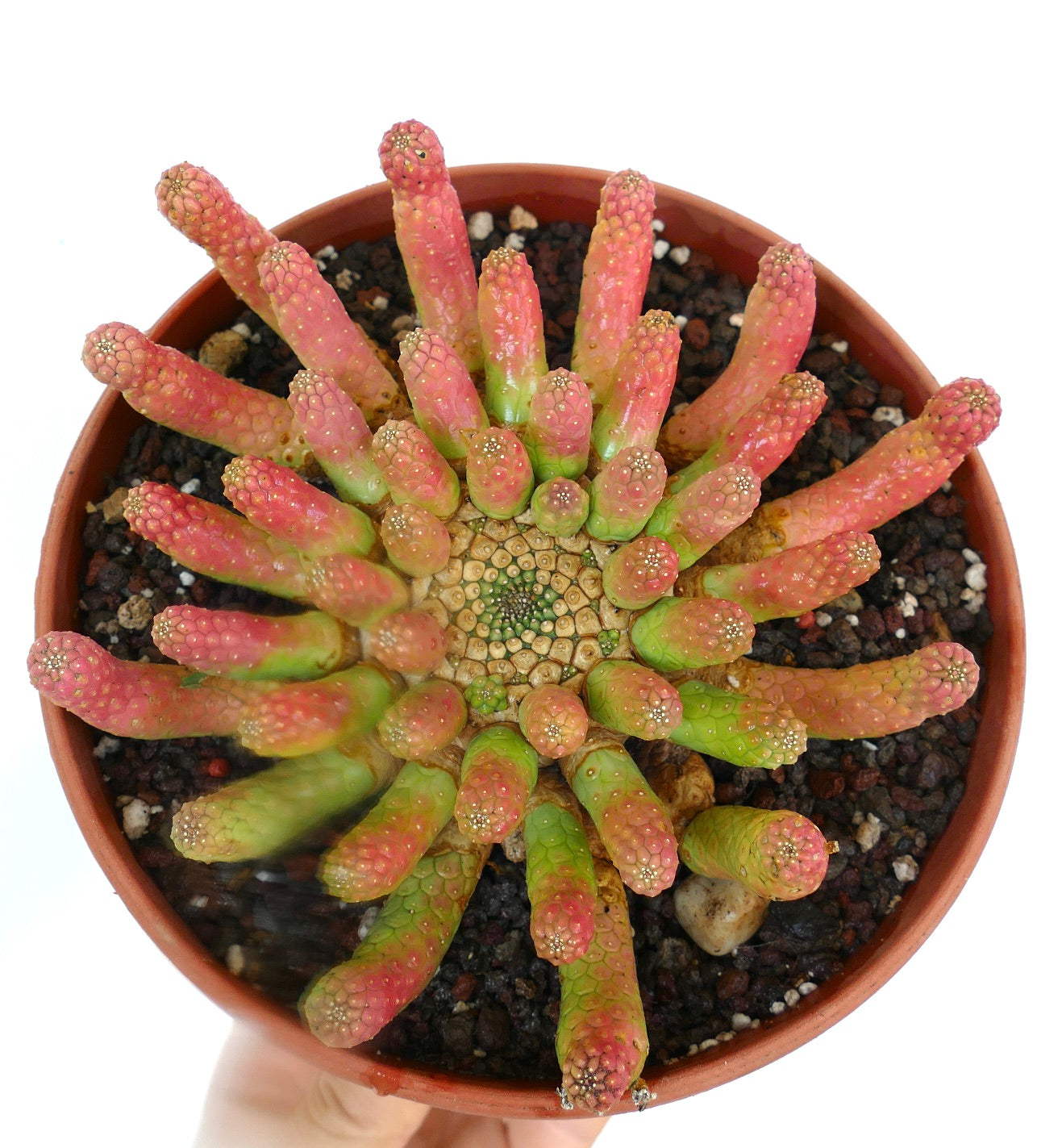 Close top view of Euphorbia inermis RED-GREEN old specimen, with numerous succulent stems radiating outward in a star-like formation, colored green with red tones.