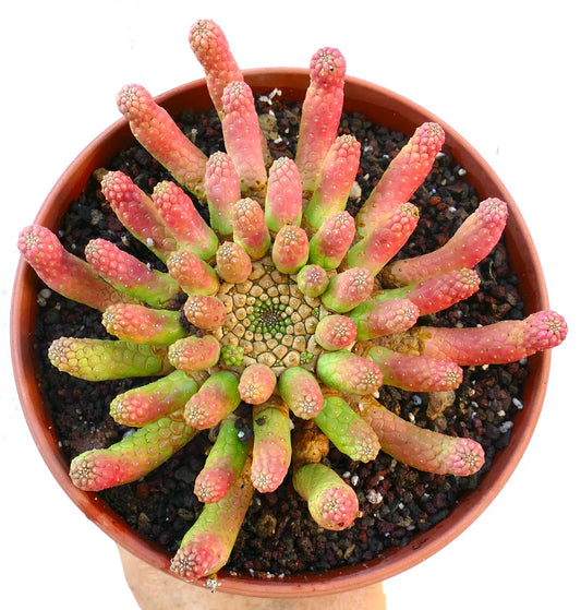 Euphorbia inermis SEEDS