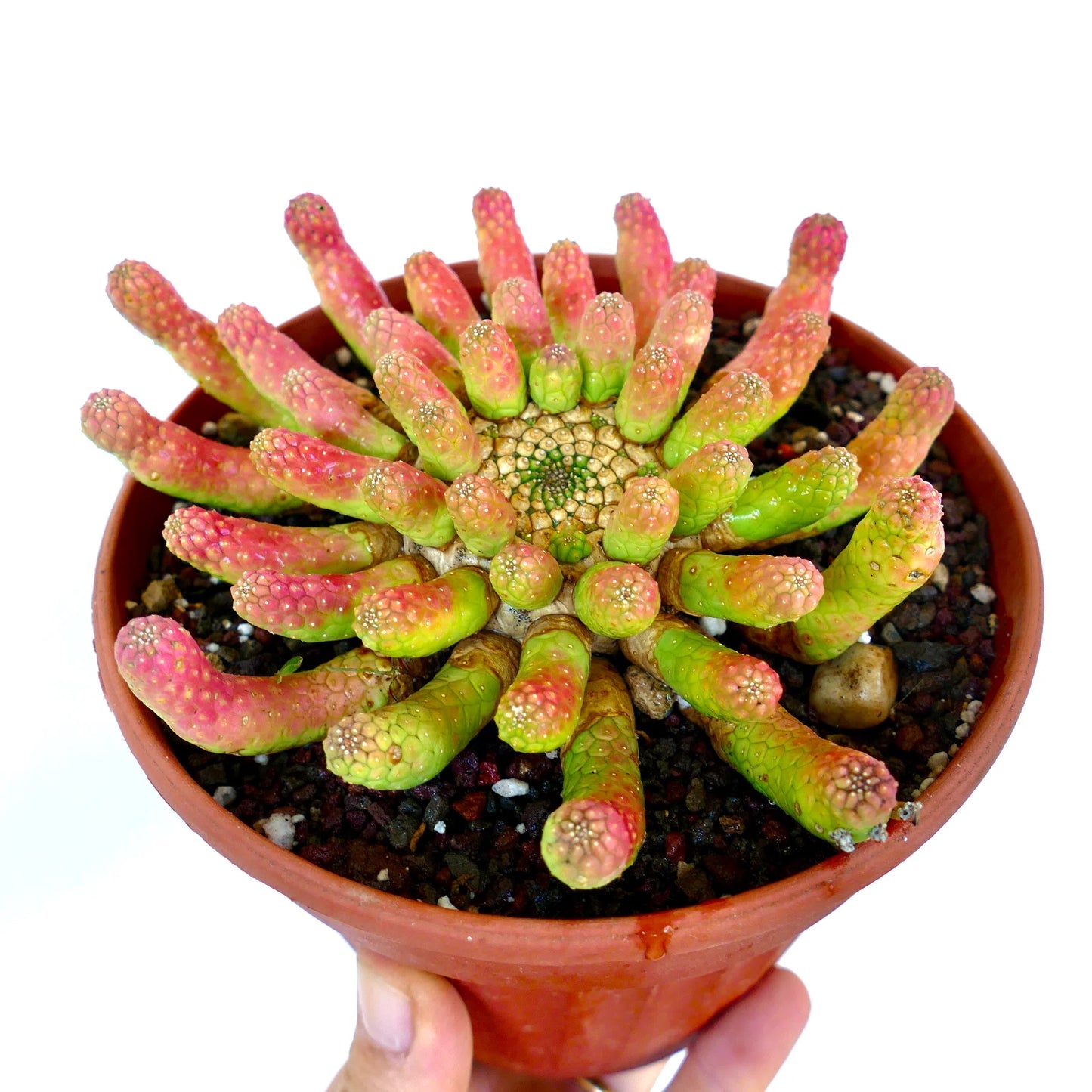 Euphorbia inermis SEEDS