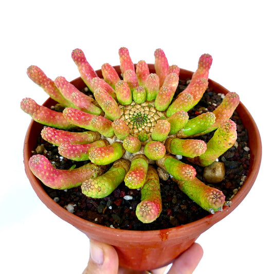 Euphorbia inermis SEEDS