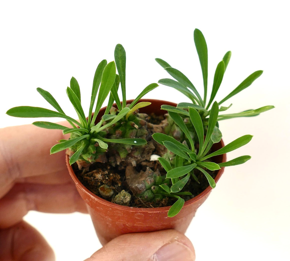 Petite succulente Euphorbia japonica avec de fines feuilles vertes et des tiges brunes texturées en pot