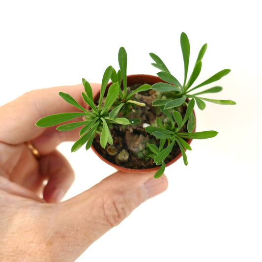 Euphorbia japonica small succulent with slender green leaves in a tiny pot held by hand