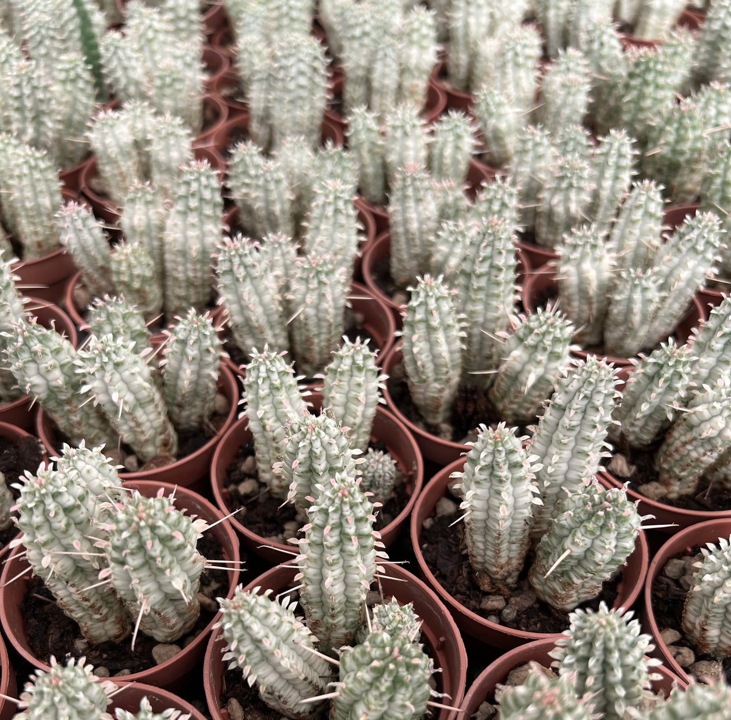 Euphorbia mammillaris WHITE variegated