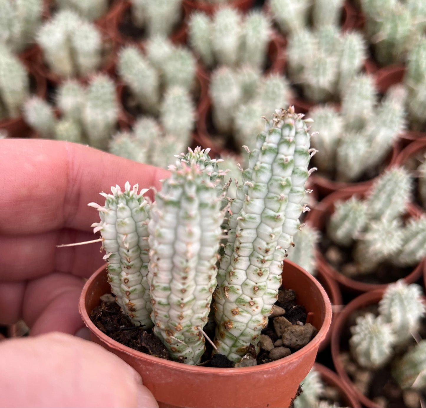 Euphorbia mammillaris WHITE variegated