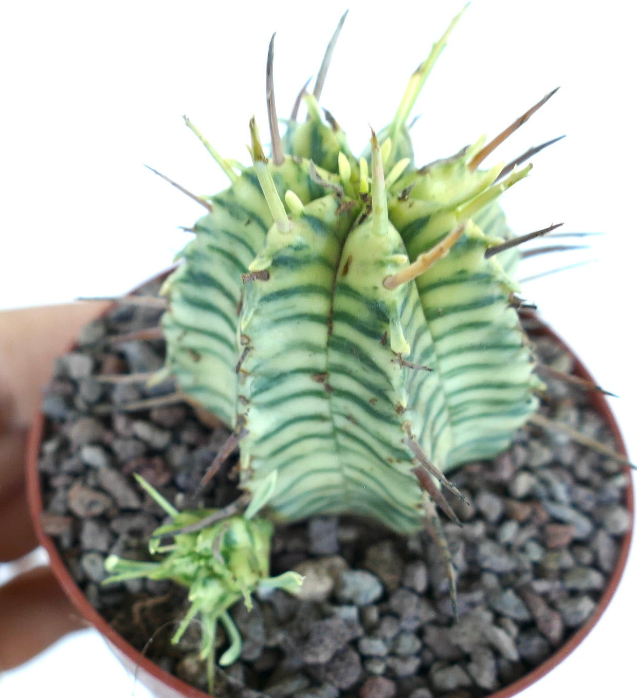 Primo piano di Euphorbia meloformis variegata in un vaso, che mostra il corpo costolato a strisce verdi e crema con lunghe spine scure.