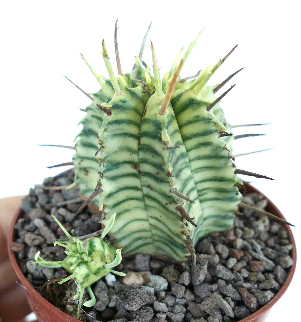 Euphorbia meloformis variegata con strisce verticali verde e giallo pallido, spine appuntite lungo le coste e un piccolo germoglio alla base.