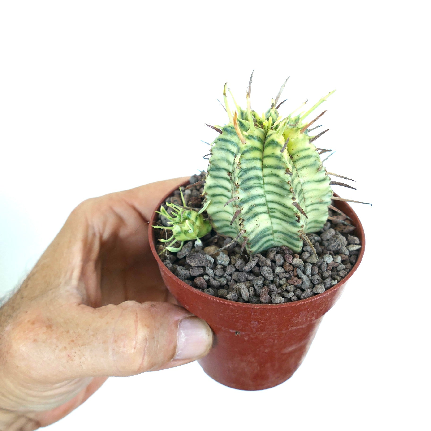 Euphorbia meloformis variegata in vaso, tenuta in mano, con variegatura a strisce distintive e spine marroni prominenti.