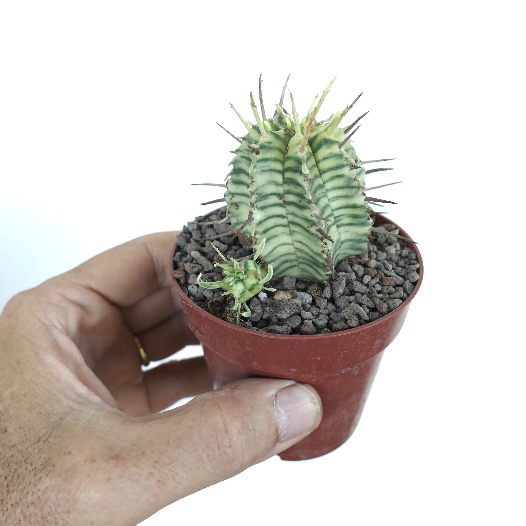 Euphorbia meloformis variegata in un vaso di plastica, che mostra la sua forma rotonda e costoluta, la variegatura a strisce e una piccola gemma verde alla base.