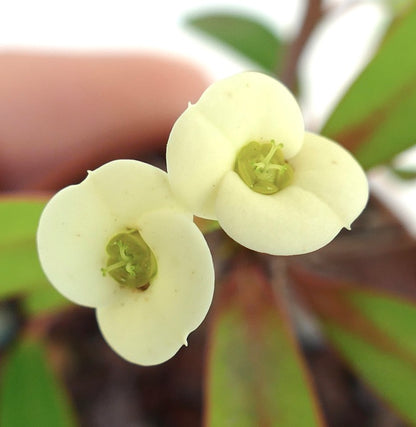 Euphorbia milii YELLOW CREAM 4-8cm