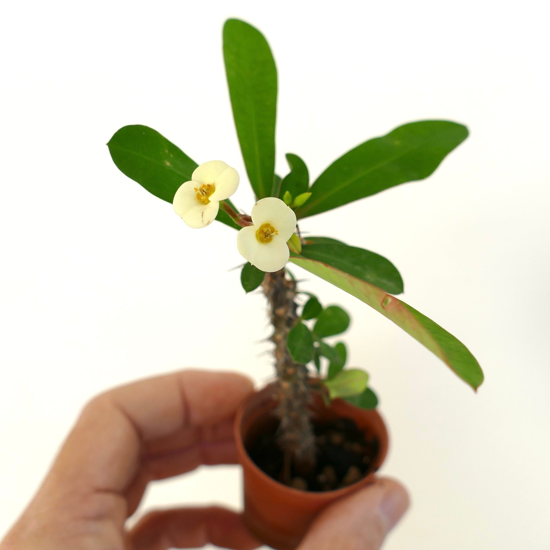 Euphorbia milii small succulent with green leaves, white flowers, and spiny stem in pot
