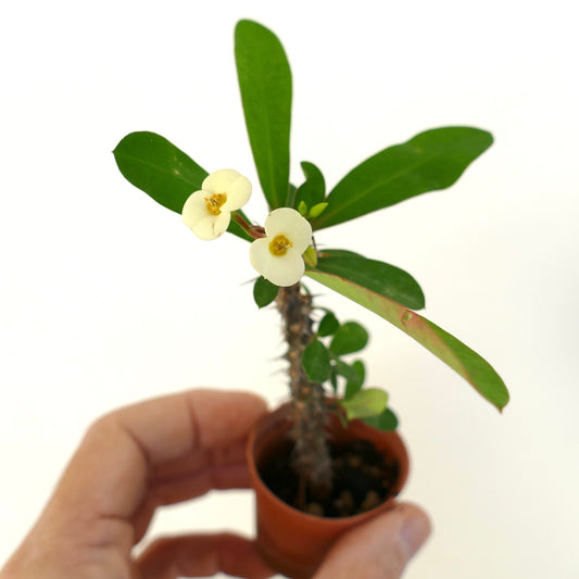 Euphorbia milii small succulent with green leaves, white flowers, and spiny stem in pot