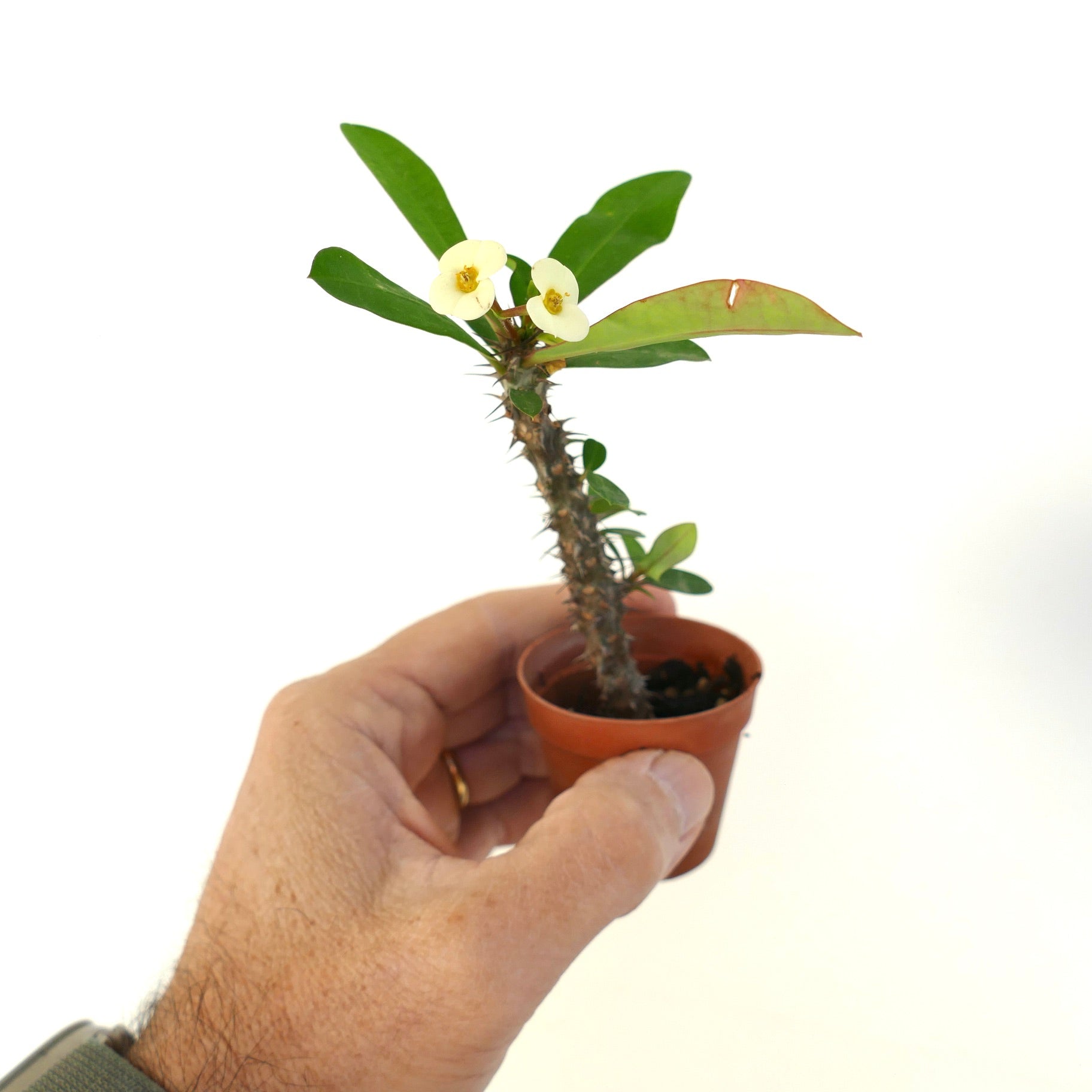 Euphorbia milii small succulent with spiny stem and pale yellow flowers in pot