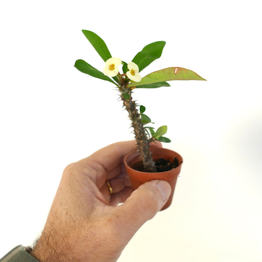 Euphorbia milii small succulent with spiny stem and pale yellow flowers in pot