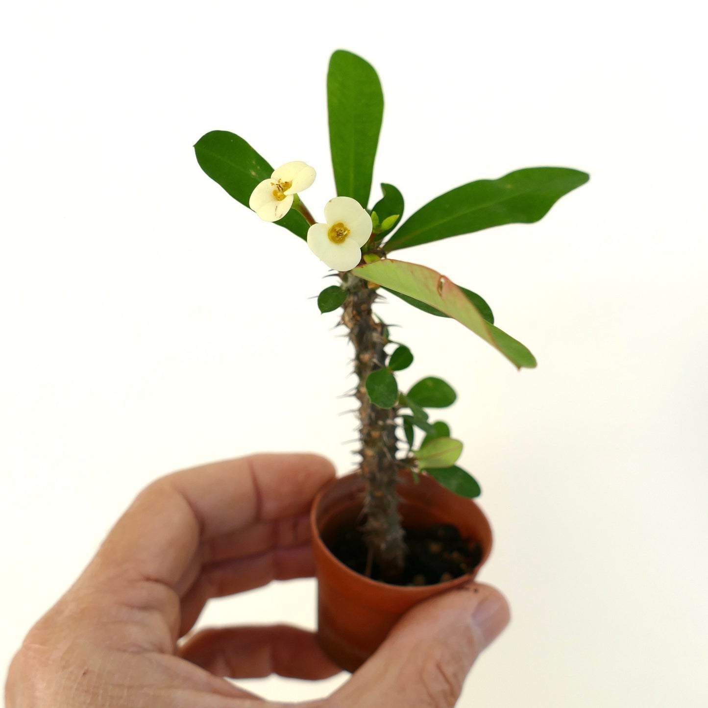 Euphorbia milii small succulent with thorny stem and delicate pale yellow flowers in pot