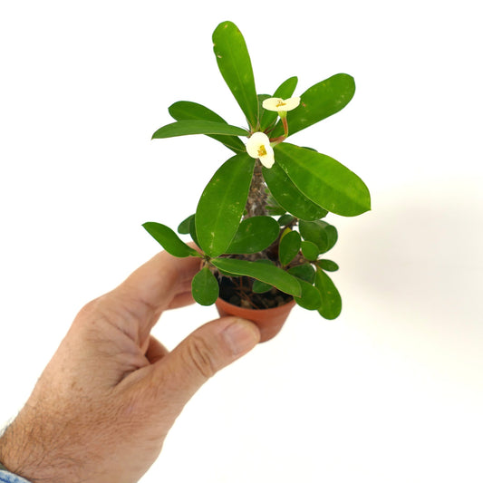 Euphorbia milii small succulent with green leaves and delicate pale yellow flowers in pot held by hand