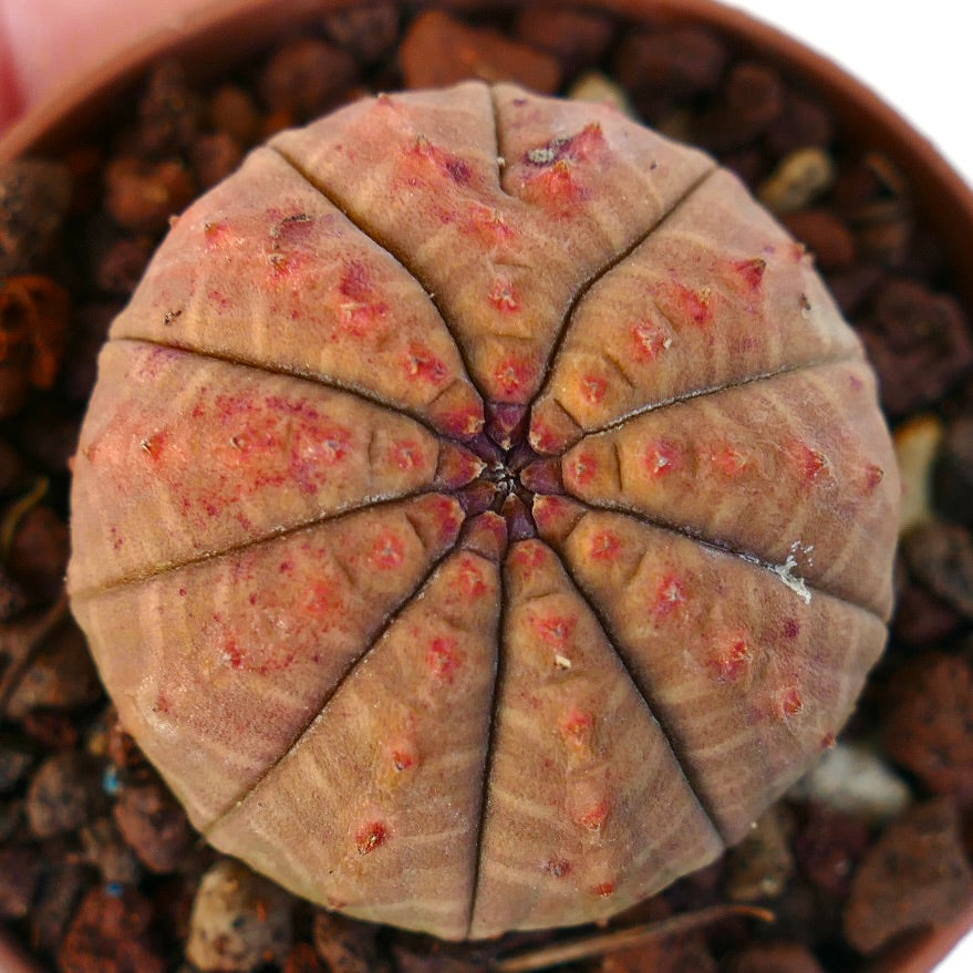 Euphorbia obesa ORANGE- RED FORM CE71