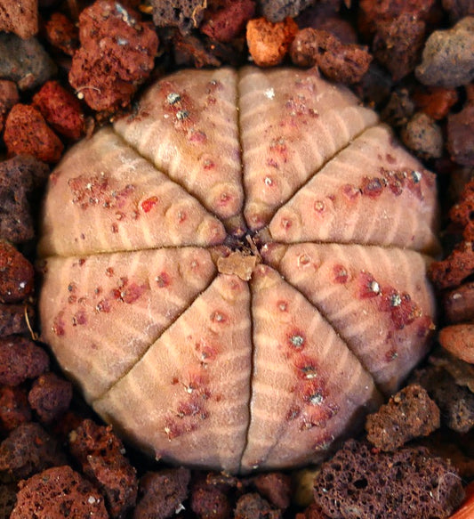 Euphorbia obesa LIGHT-PINK FORM TR79