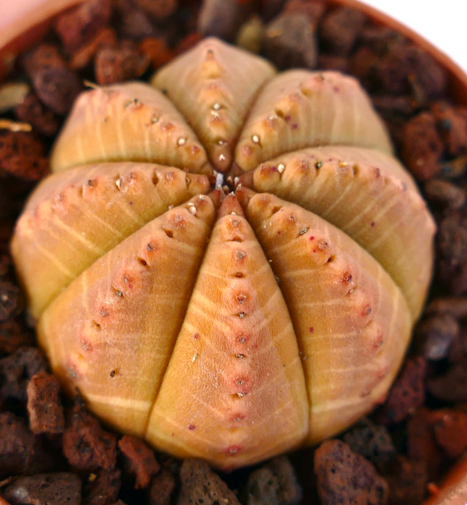 Euphorbia obesa ORANGE FORM 1PIN