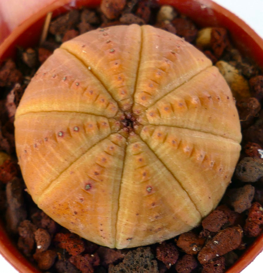 Euphorbia obesa YELLOW-ORANGE FORM 32A31