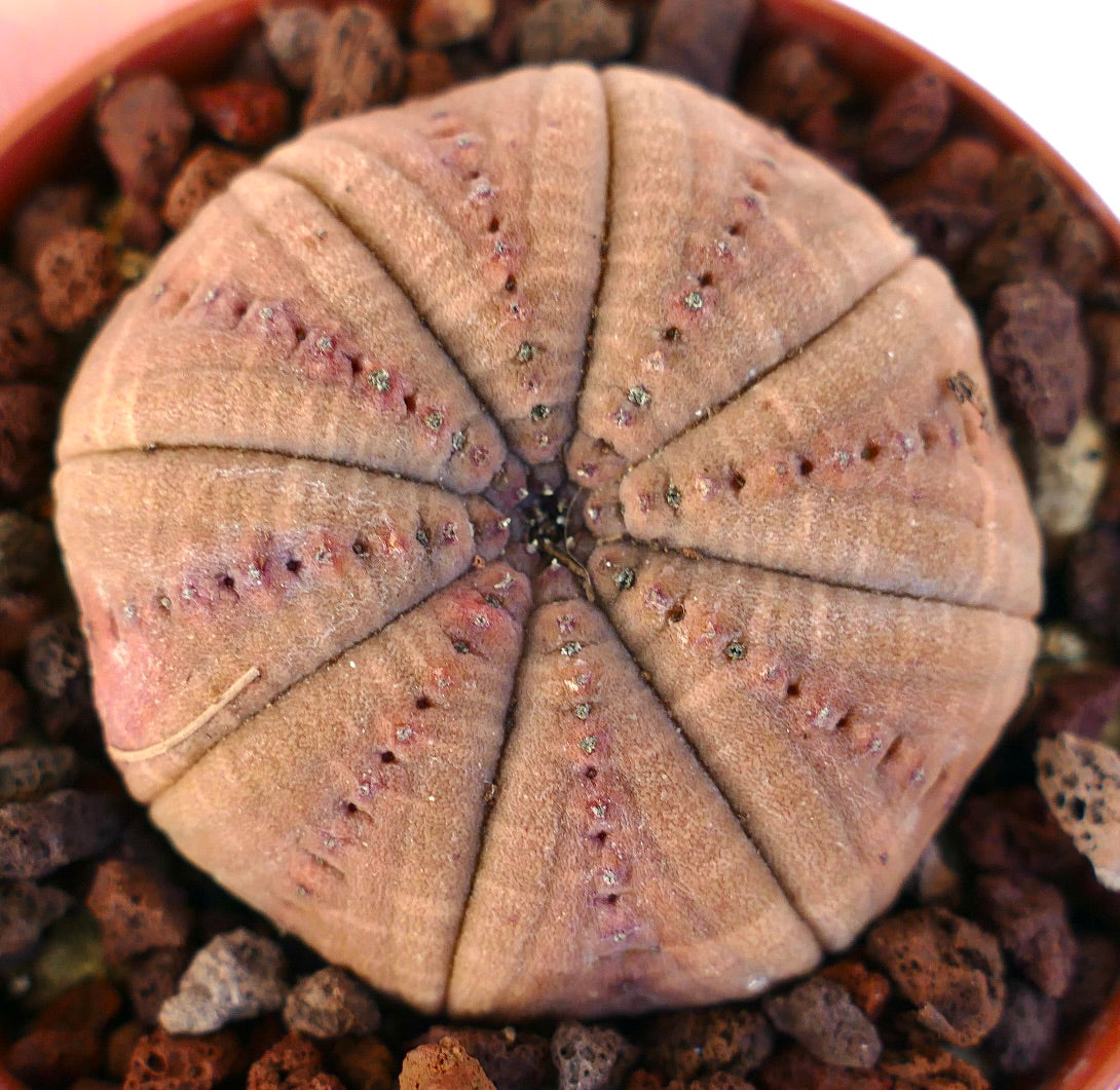 Euphorbia obesa RED-PINK FORM 2B