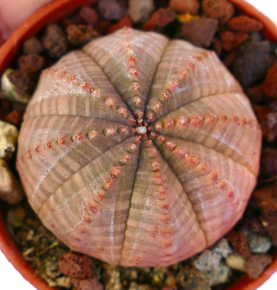 Euphorbia obesa BROWN-ORANGE FORM 2013