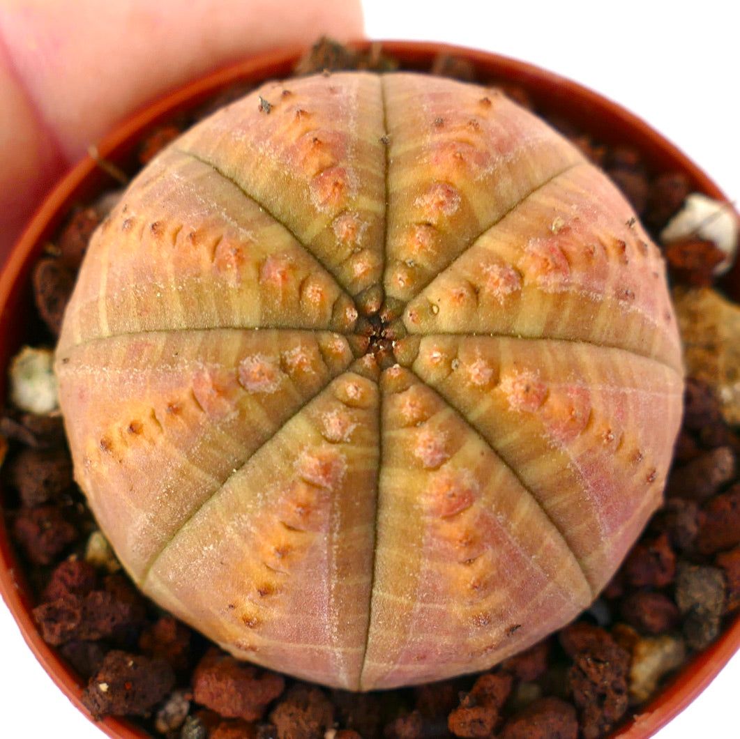 Euphorbia obesa ORANGE FORM A56