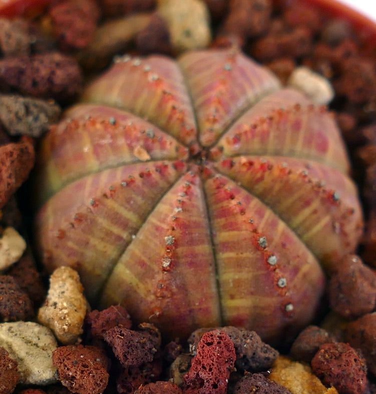 Euphorbia obesa FORM GREEN-RED BRA