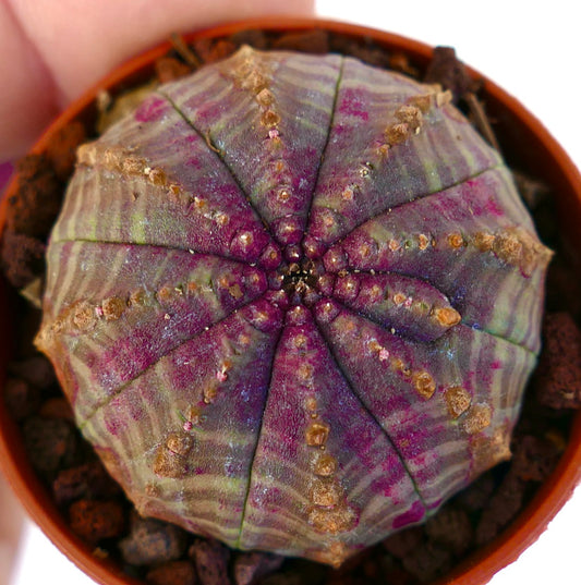 Euphorbia obesa PINKISH with BROWN MARKS KM