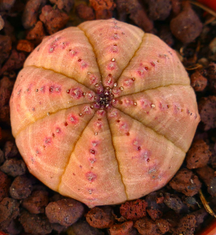 Euphorbia obesa ORANGE FORM 44Z