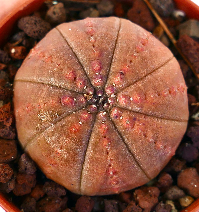 Euphorbia obesa BROWN-ORANGE FORM 2013