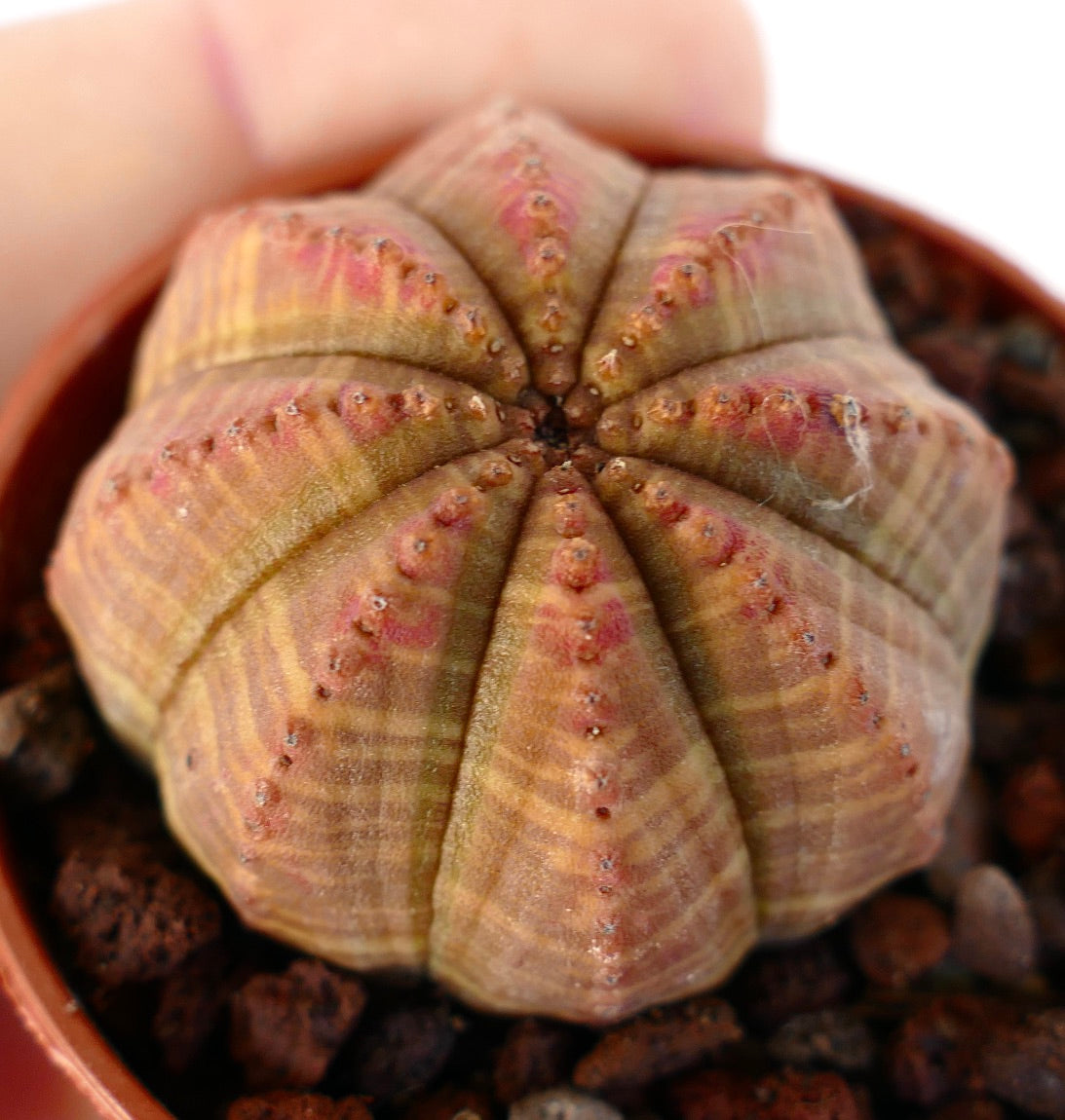 Euphorbia obesa ORANGE-RED FORM 13