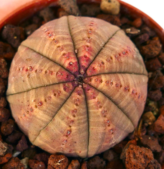 Euphorbia obesa ORANGE-RED FORM ORB1