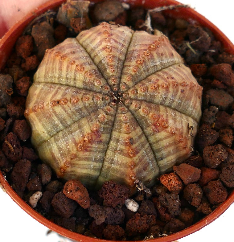 Euphorbia obesa ORANGE FORM 1PIN