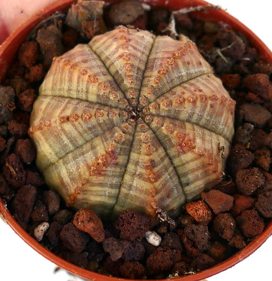 Euphorbia obesa X symmetrica GREEN with brown marks 6619