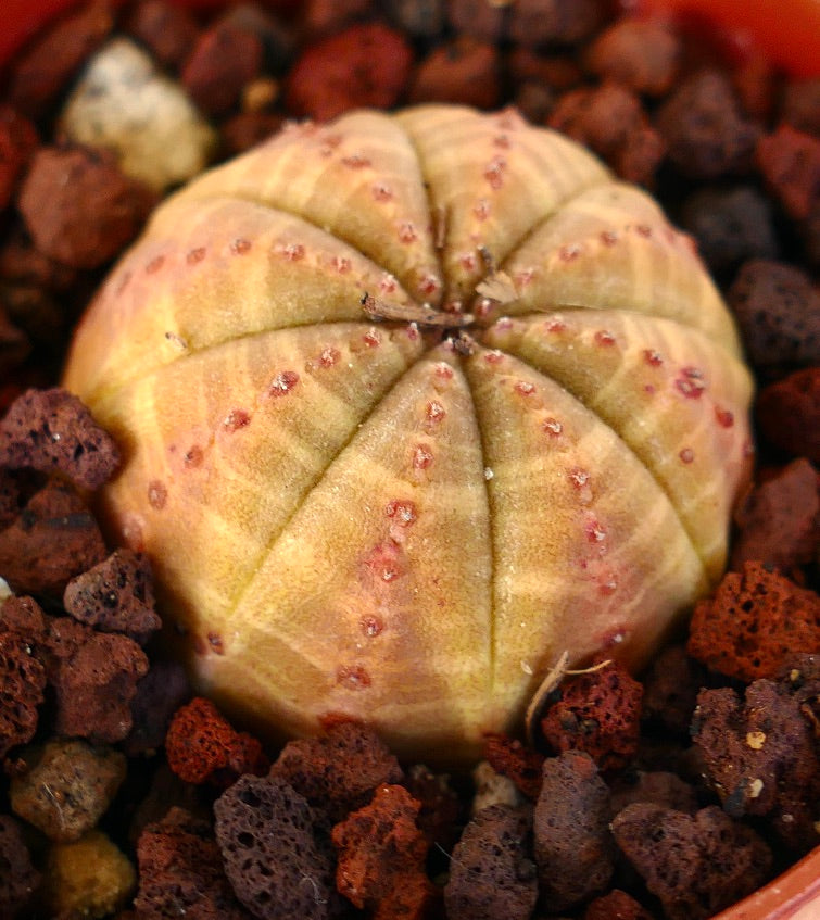 Euphorbia obesa YELLOW-ORANGE FORM OT2KK