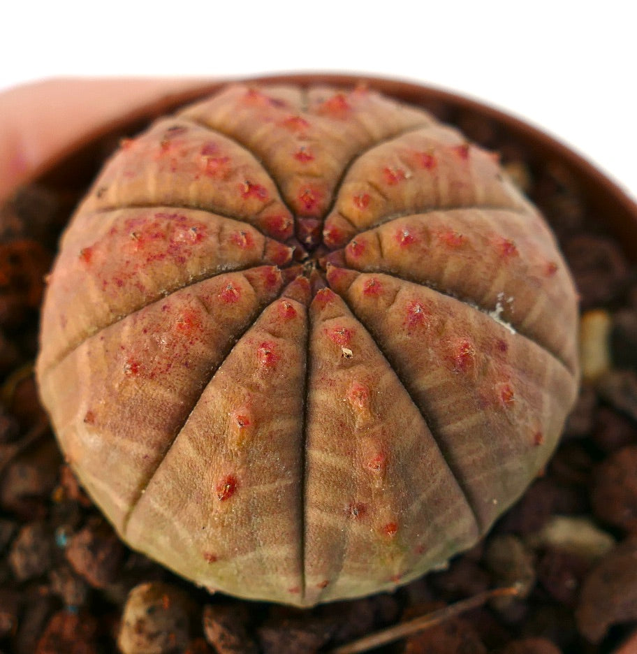 Euphorbia obesa ORANGE- RED FORM CE71