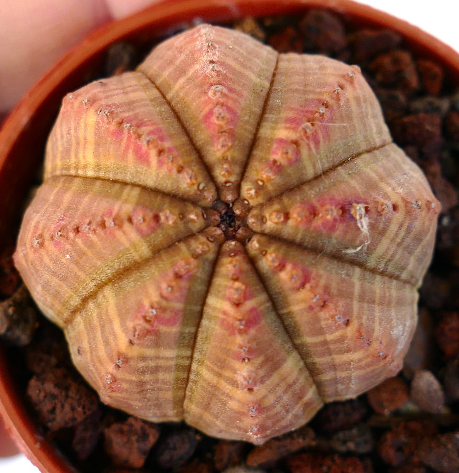 Euphorbia obesa ORANGE-RED FORM 13