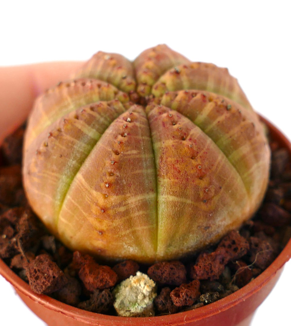 Euphorbia obesa ORANGE-RED FORM M1K