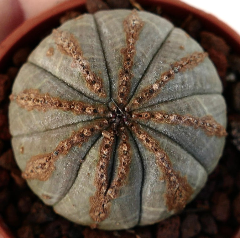 Euphorbia obesa DARK GREEN with brown lines 9516