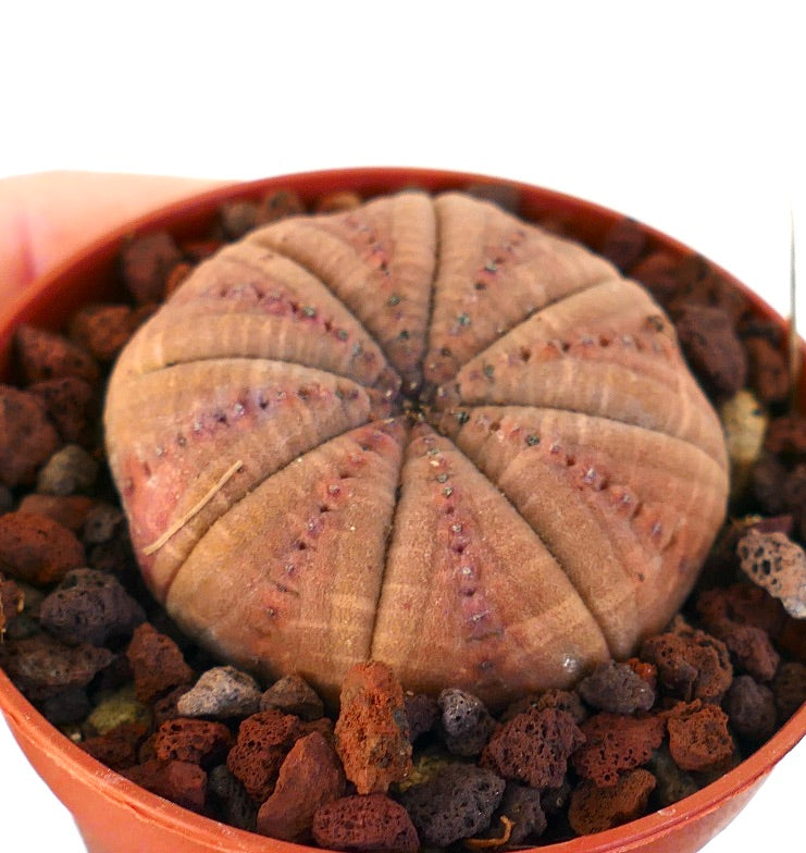 Euphorbia obesa RED-PINK FORM 2B