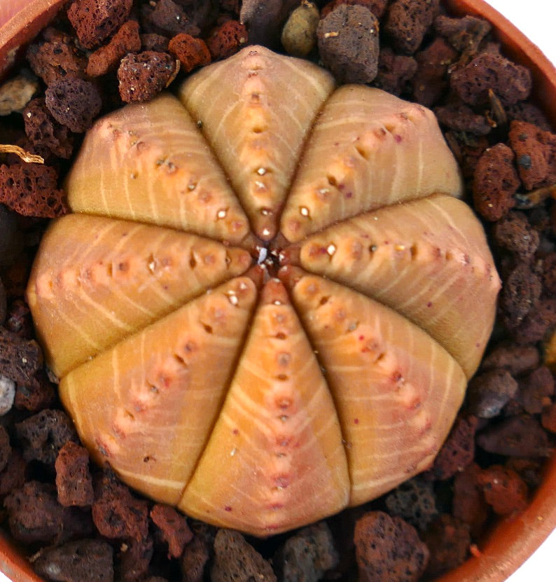 Euphorbia obesa ORANGE FORM 1PIN