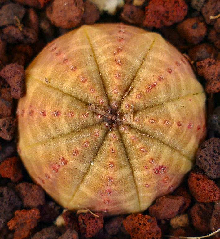 Euphorbia obesa YELLOW-ORANGE FORM OT2KK