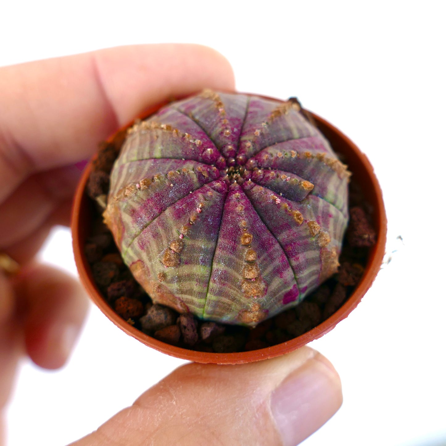 Euphorbia obesa PINKISH with BROWN MARKS KM