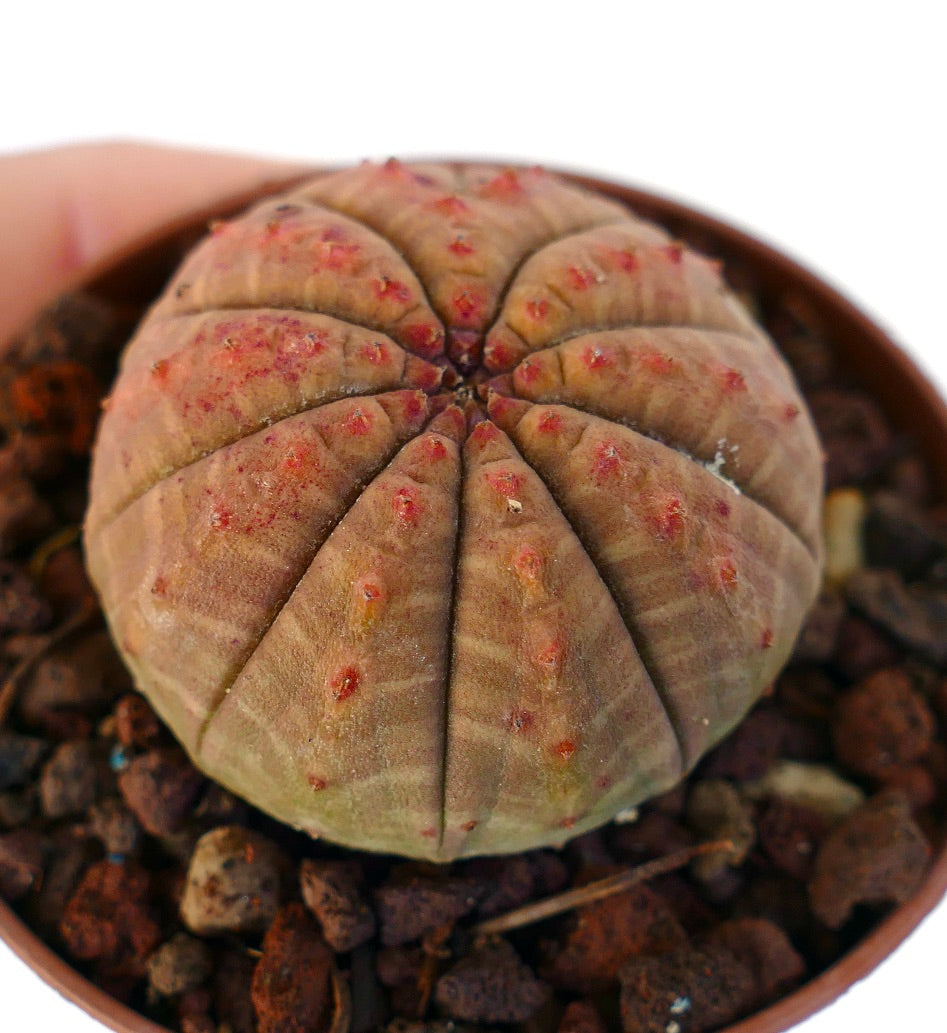 Euphorbia obesa ORANGE- RED FORM CE71