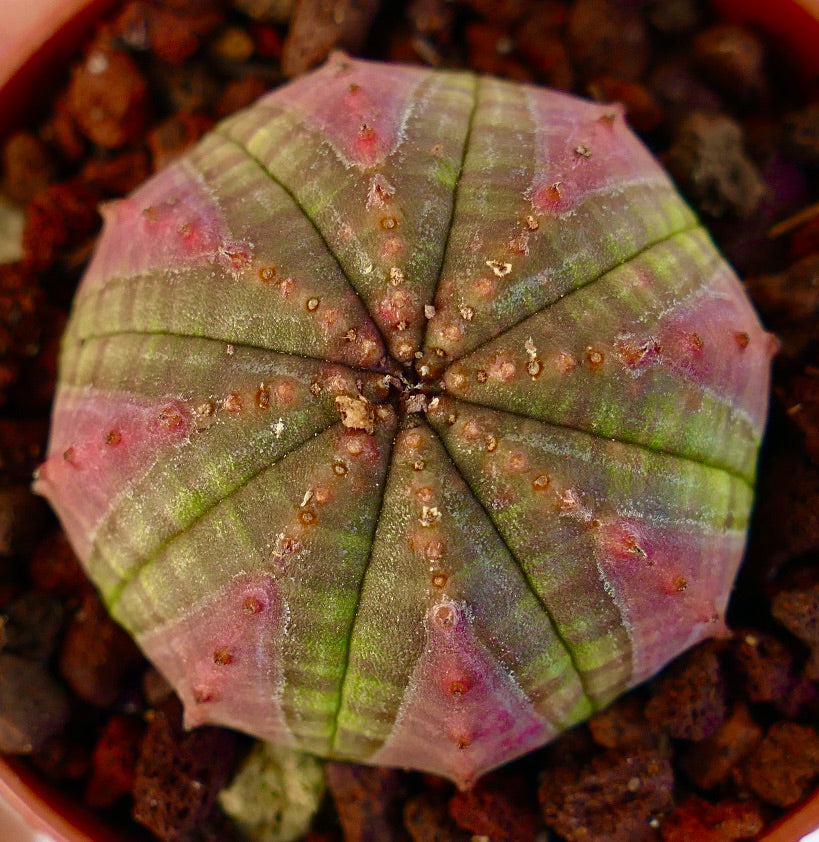 Euphorbia obesa GREEN with PINK MARKS C179