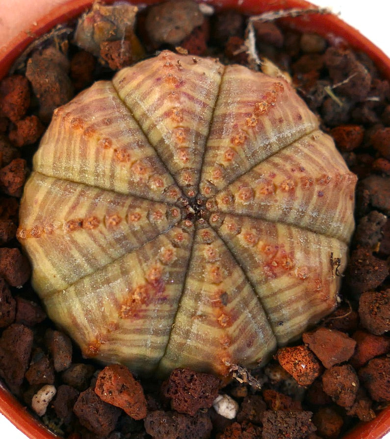 Euphorbia obesa X symmetrica GREEN with brown marks 6619