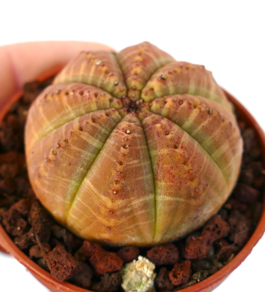 Euphorbia obesa ORANGE-RED FORM M1K