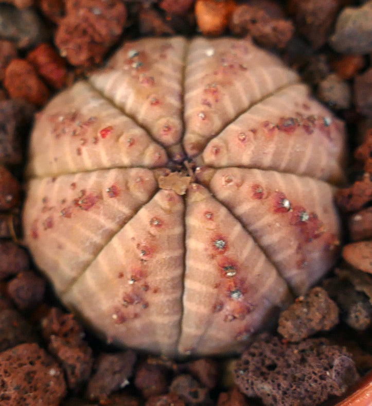 Euphorbia obesa LIGHT-PINK FORM TR79