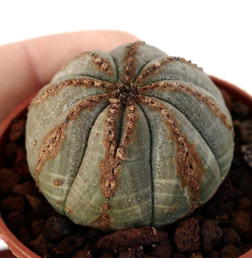 Euphorbia obesa DARK GREEN with brown lines 916